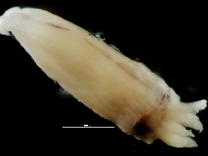  ( - Onychoteuthis 1_G18NFS)  @11 [ ] CreativeCommons - Attribution Non-Commercial Share-Alike (2011) Alvaro Roura Instituto de Investigaciones Marinas