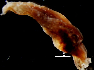  ( - Onychoteuthis 2_G20NOM)  @11 [ ] CreativeCommons - Attribution Non-Commercial Share-Alike (2011) Alvaro Roura Instituto de Investigaciones Marinas