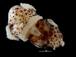  ( - Sepiolidae 1_S16PAN)  @12 [ ] CreativeCommons - Attribution Non-Commercial Share-Alike (2011) Alvaro Roura Instituto de Investigaciones Marinas