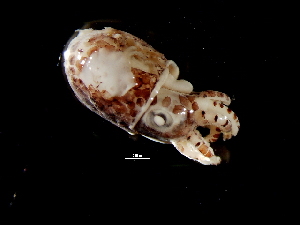  ( - Sepiolidae_S20PAN)  @13 [ ] CreativeCommons - Attribution Non-Commercial Share-Alike (2011) Alvaro Roura Instituto de Investigaciones Marinas