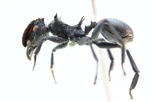  (Cephalotes sp - MEPN_28355)  @15 [ ] CreativeCommons - Attribution (2014) Adrian Troya MEPN