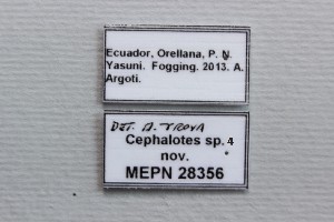  ( - MEPN_INV_28356)  @11 [ ] CreativeCommons - Attribution (2014) Adrian Troya MEPN