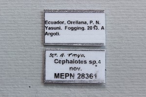  ( - MEPN_INV_28361)  @11 [ ] CreativeCommons - Attribution (2014) Adrian Troya MEPN