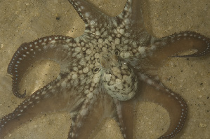  (Octopus cyanea - CREEFS 9712)  @11 [ ] Copyright (2009) Julian Finn Museum Victoria