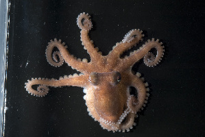  (Octopus cf. bocki - CREEFS 9713)  @14 [ ] Copyright (2009) Julian Finn Museum Victoria
