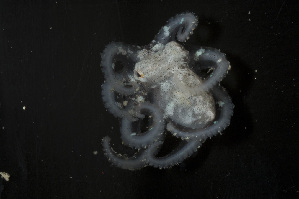  (Octopus laqueus - CREEFS 9754)  @13 [ ] Copyright (2009) Julian Finn Museum Victoria