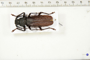  (Prinobius myardi ssp - BC-TB6307)  @14 [ ] Copyright (2010) Thierry Bouyer Unspecified