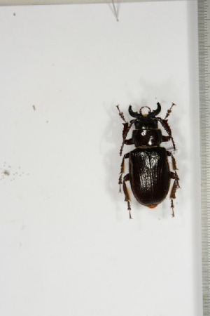  ( - BC-TB5127)  @11 [ ] Copyright (2010) Thierry Bouyer Research Collection of Thierry Bouyer