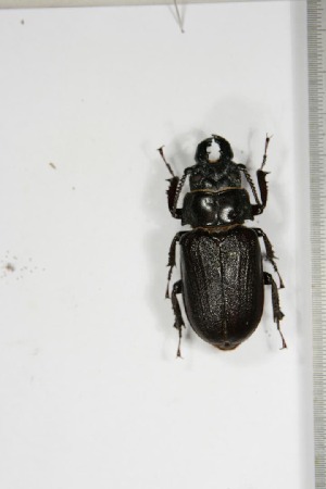  ( - BC-TB5129)  @11 [ ] Copyright (2010) Thierry Bouyer Research Collection of Thierry Bouyer