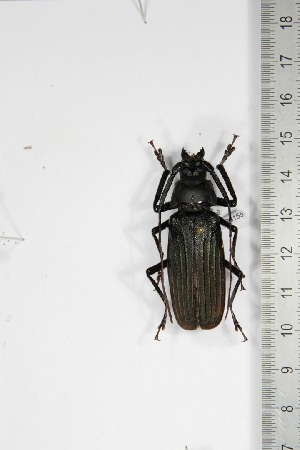  (Leiotoma viridescens - BC-TB5155)  @11 [ ] Copyright (2010) Thierry Bouyer Research Collection of Thierry Bouyer