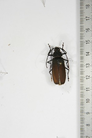  ( - BC-TB5173)  @11 [ ] Copyright (2010) Thierry Bouyer Research Collection of Thierry Bouyer