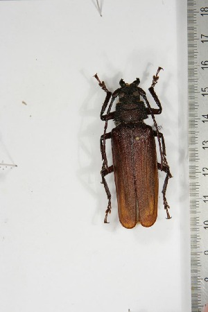  (Prionotoma jordani - BC-TB5201)  @14 [ ] Copyright (2010) Thierry Bouyer Research Collection of Thierry Bouyer