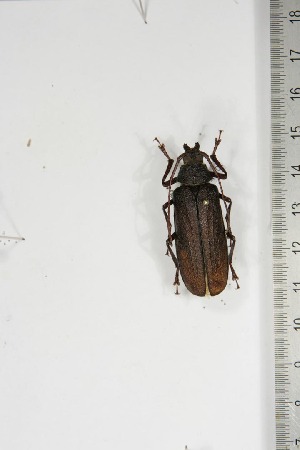  (Prionotoma gestroi - BC-TB5202)  @14 [ ] Copyright (2010) Thierry Bouyer Research Collection of Thierry Bouyer
