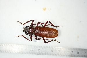  (Macrotoma serripes - BC-TB0652)  @13 [ ] Copyright (2010) Thierry Bouyer Research Collection of Thierry Bouyer