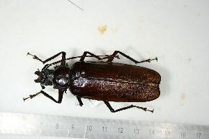  (Macrotoma prionopus - BC-TB0658)  @13 [ ] Copyright (2010) Thierry Bouyer Research Collection of Thierry Bouyer