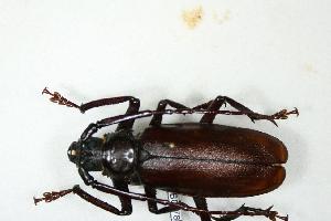  (Macrotoma coelaspis - BC-TB0677)  @14 [ ] Copyright (2010) Thierry Bouyer Research Collection of Thierry Bouyer