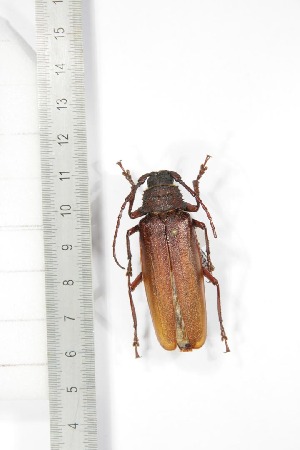  ( - BC-TB3313)  @11 [ ] Copyright (2010) Thierry Bouyer Research Collection of Thierry Bouyer