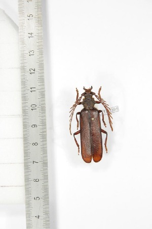  ( - BCTB3398)  @11 [ ] Copyright (2010) Thierry Bouyer Research Collection of Thierry Bouyer