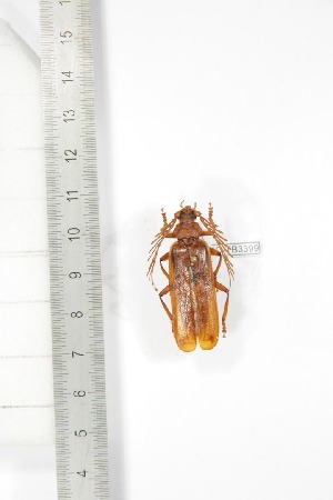  ( - BCTB3399)  @11 [ ] Copyright (2010) Thierry Bouyer Research Collection of Thierry Bouyer