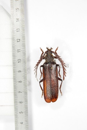  ( - BCTB3401)  @11 [ ] Copyright (2010) Thierry Bouyer Research Collection of Thierry Bouyer