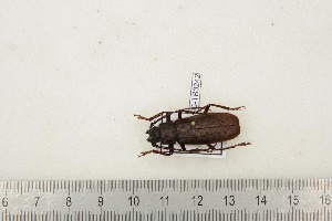  ( - BC-TB3242)  @12 [ ] Copyright (2010) Thierry Bouyer Research Collection of Thierry Bouyer