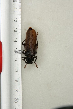  (Prinobius myardi gaubilii - BC-TB3269)  @11 [ ] Copyright (2010) Thierry Bouyer Research Collection of Thierry Bouyer