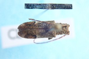  (Trestonia turbula - CLV7849)  @11 [ ] CreativeCommons  Attribution Non-Commercial Share-Alike (2019) Carlos Lopez Vaamonde Institut National de la Recherche Agronomique, Zoologie Forestiere