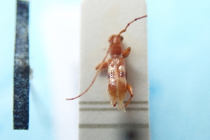  (Opsibidion - CLV7792)  @11 [ ] CreativeCommons  Attribution Non-Commercial Share-Alike (2019) Carlos Lopez Vaamonde Institut National de la Recherche Agronomique, Zoologie Forestiere