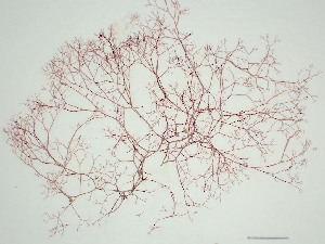  ( - GWS006236)  @11 [ ] Unspecified (default): All Rights Reserved  Unspecified Unspecified