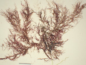  ( - GWS007975)  @11 [ ] Unspecified (default): All Rights Reserved  Unspecified Unspecified