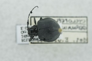  (Cyclopeplus - QCAZI_213504)  @11 [ ] CC-BY-NC-ND (2024) QCAZ Pontificia Universidad Cat&oacute;lica del Ecuador