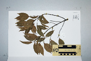  ( - CNS_CC_x02_H4)  @11 [ ] Unspecified (default): All Rights Reserved  Australian Tropical Herbarium Unspecified