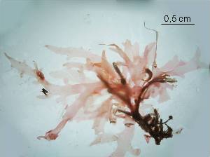  (Acrosorium ciliolatum - IBT 067)  @12 [ ] CreativeCommons - Attribution Share-Alike (2012) Mutue Instituto de Botanica de São paulo, Seção de Ficologia