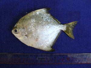  ( - SA8JZ079)  @11 [ ] Unspecified (default): All Rights Reserved  Unspecified Unspecified