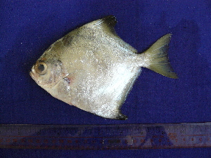  ( - SA8JZ080)  @11 [ ] Unspecified (default): All Rights Reserved  Unspecified Unspecified