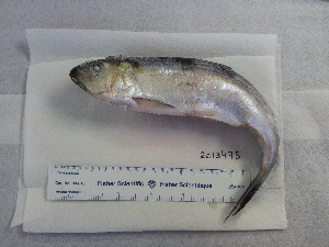  ( - NXG2013475)  @11 [ ] Copyright (2013) Government of Canada Fisheries and Oceans Canada