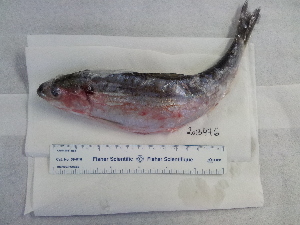  ( - NXG2013476)  @11 [ ] Copyright (2013) Government of Canada Fisheries and Oceans Canada