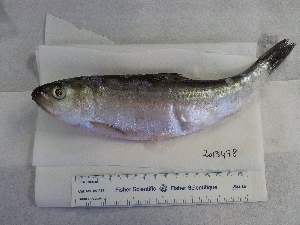  ( - NXG2013478)  @11 [ ] Copyright (2013) Government of Canada Fisheries and Oceans Canada