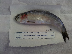  ( - NXG2013479)  @11 [ ] Copyright (2013) Government of Canada Fisheries and Oceans Canada