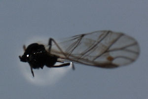  (Aphis schneideri - CGAEC-139)  @12 [ ] CreativeCommons - Attribution (2009) CBG Photography Group Centre for Biodiversity Genomics