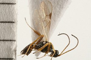  (Blacus diversicornis - CGTURK-0153)  @11 [ ] CreativeCommons - Attribution (2008) CBG Photography Group Centre for Biodiversity Genomics