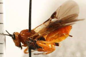  (Agathis gloucoptera - CGTURK-0261)  @11 [ ] CreativeCommons - Attribution (2008) CBG Photography Group Centre for Biodiversity Genomics