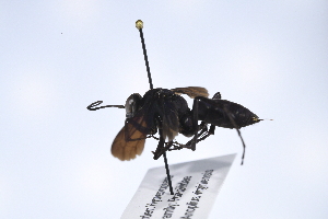  (Anoplius amethystinus - UUPomp_207)  @11 [ ] CreativeCommons - Attribution Share-Alike (2025) Unspecified Union University