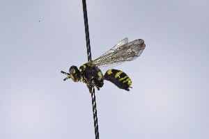  ( - UUPomp_221)  @11 [ ] CreativeCommons - Attribution Share-Alike (2025) Unspecified Union University