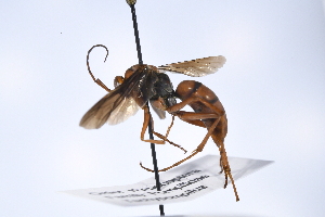  (Tachypompilus ferrugineus - UUPomp_226)  @11 [ ] CreativeCommons - Attribution Share-Alike (2025) Unspecified Union University