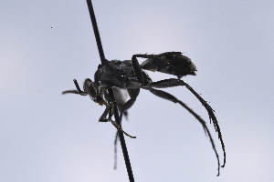  (Anoplius bolli - UUPomp_234)  @11 [ ] CreativeCommons - Attribution Share-Alike (2025) Unspecified Union University