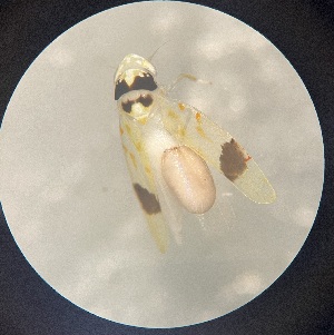  (Eratoneura morgani - MRR_02_Host)  @11 [ ] Copyright (2025) Jeremy Blaschke Union University