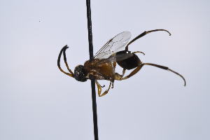  ( - SU25_26)  @11 [ ] Copyright (2025) Jeremy Blaschke Union University