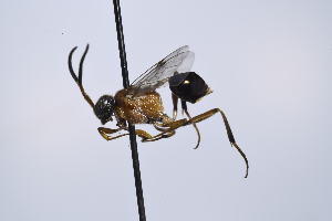  ( - SU25_27)  @11 [ ] Copyright (2025) Jeremy Blaschke Union University