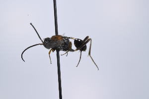  ( - SU25_28)  @11 [ ] Copyright (2025) Jeremy Blaschke Union University